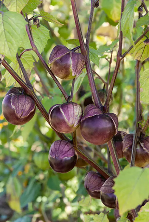 top Delicious Blue Fruits that are Blue