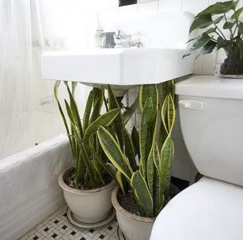 top Best Indoor Plants for Bathroom