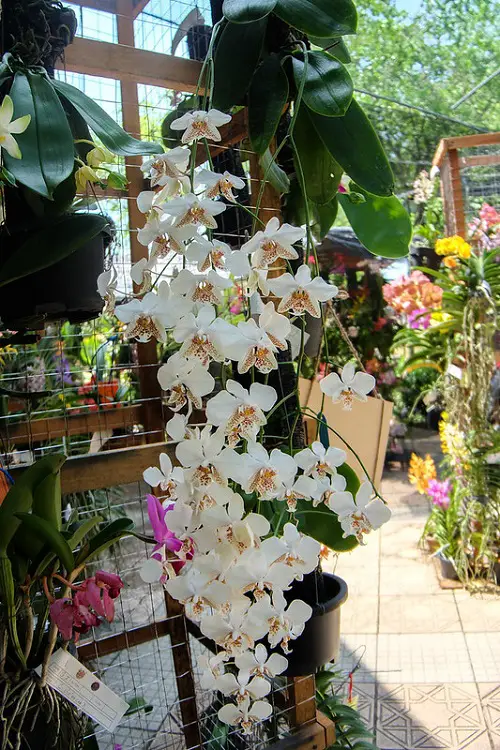 Top Phalaenopsis Orchid Varieties