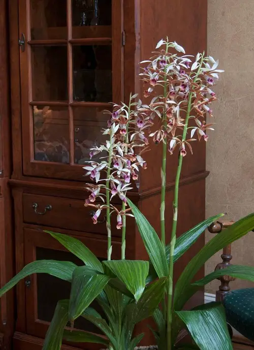 best Top Phaius Orchid Varieties