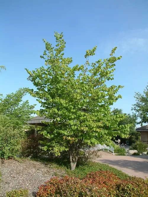best Amazing Beautiful Trees with Heart Shaped Leaves