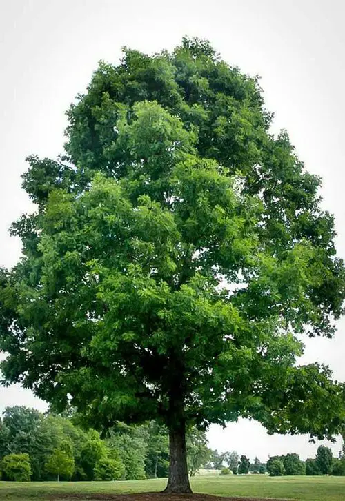 Maryland Native Plants List | 48 Native Plants of Maryland 21