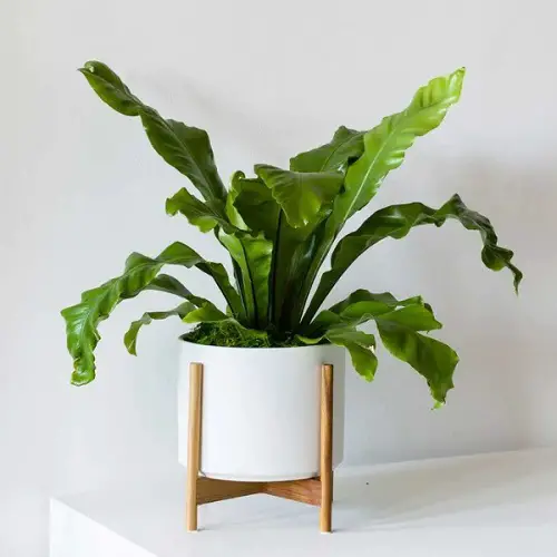 Amazing Plants in gardens that are cat-friendly