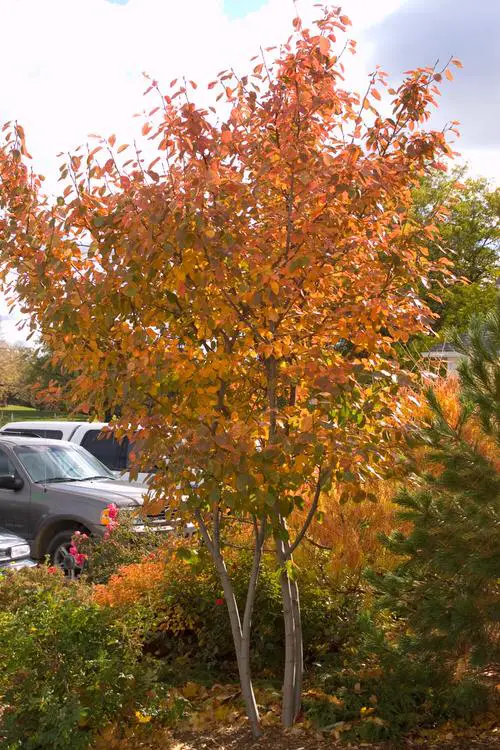 Maryland Native Plants List | 48 Native Plants of Maryland 22