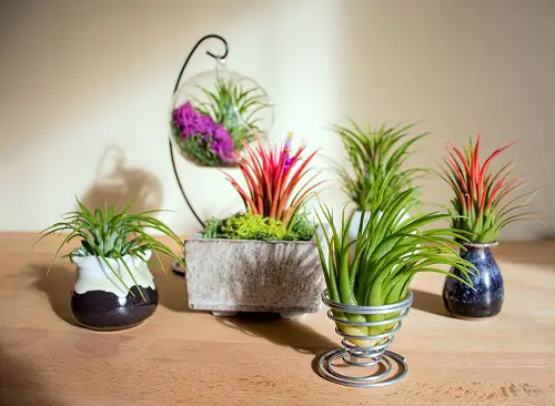 best Plants in gardens that are cat-friendly
