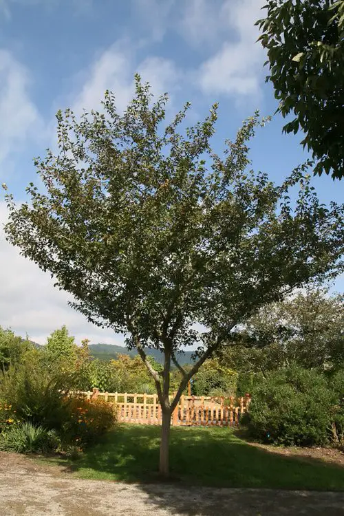 Maryland Native Plants List | 48 Native Plants of Maryland 23