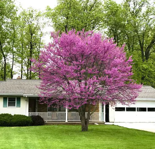 Maryland Native Plants List | 48 Native Plants of Maryland 24