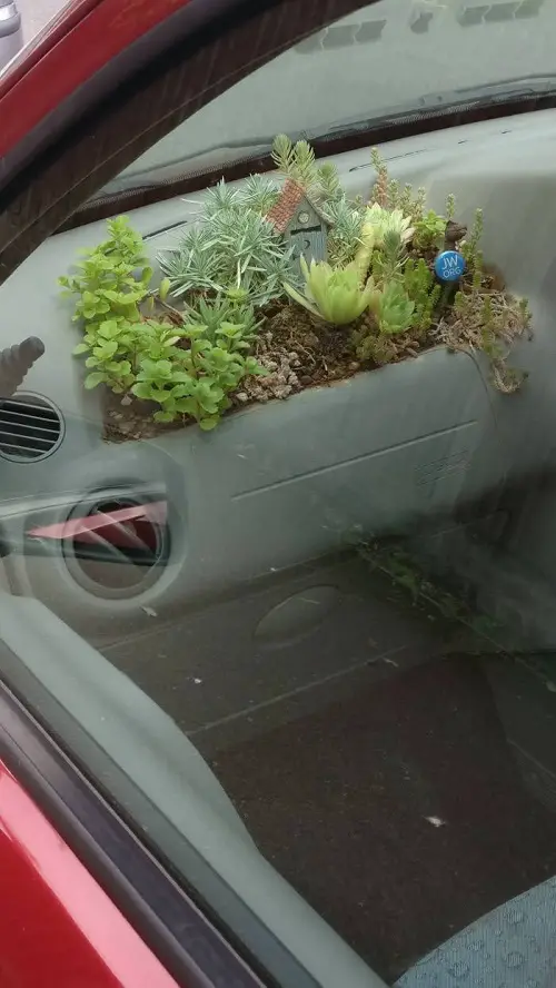 Mini Succulent Bed in the Dashboard