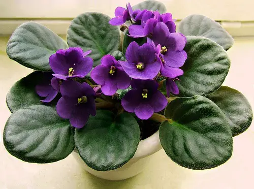 top Cat Garden Plants