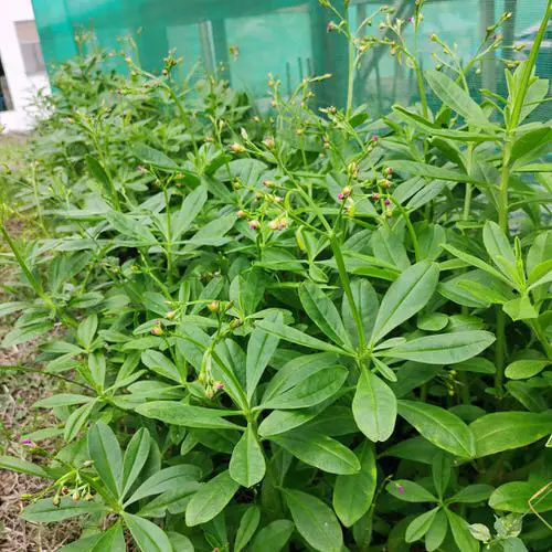 top Grow These Plants to Naturally Color Your Hair