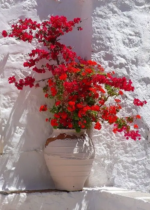 Best Vines and Climbers with Red Flowers