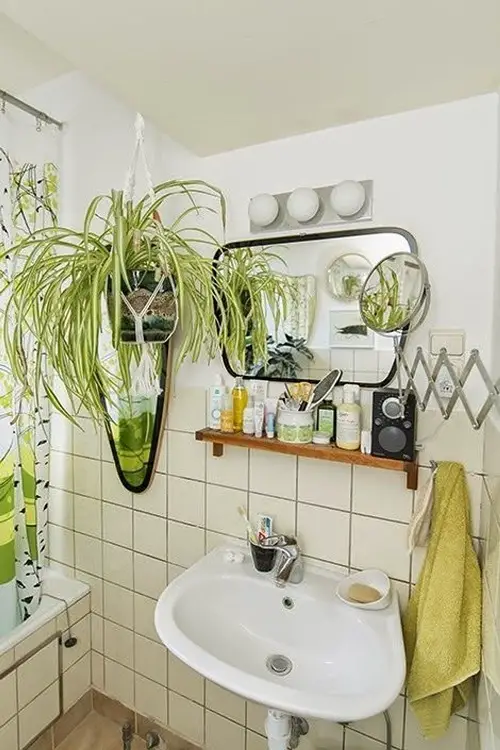 spider Plants for Bathroom 