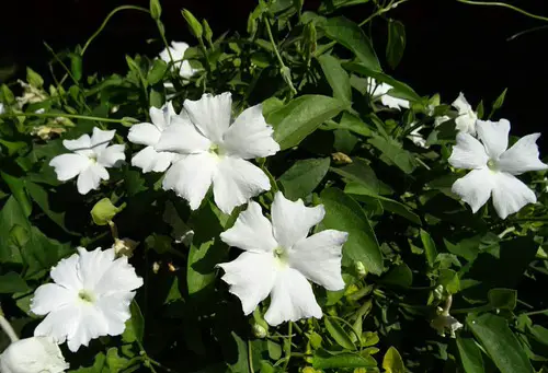 best Most Beautiful Thunbergia Varieties 3