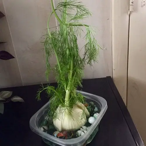 Fennel In a Shallow Jar