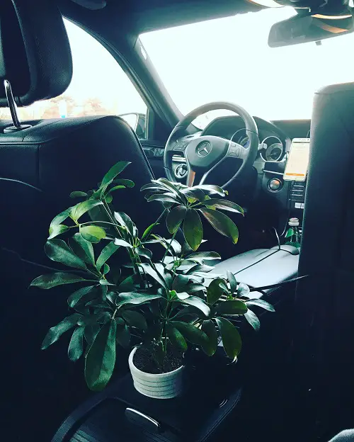Air-Purifying Dwarf Umbrella Tree