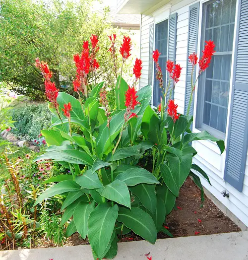 lovely Cat Friendly garden Plants