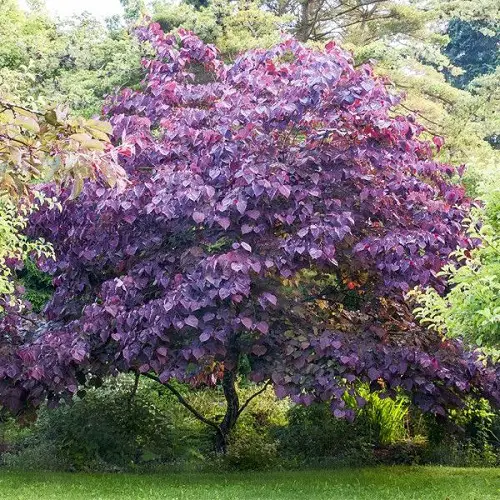 Amazingly lovely trees with leaves shaped like hearts