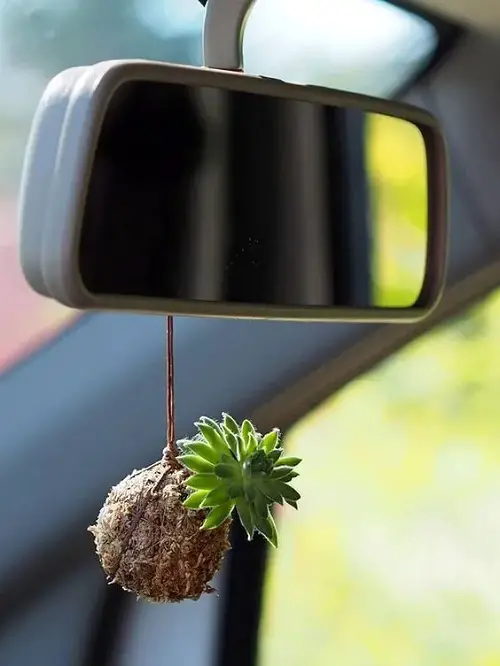 Kokedama Ball for a Boho Decor
