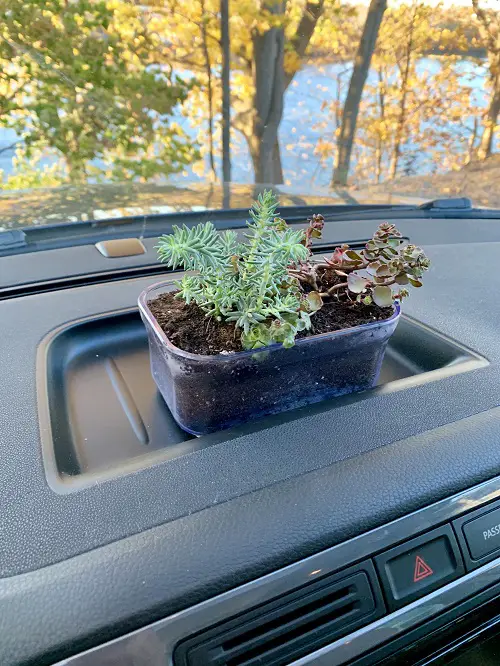 Dashboard Plant Tray