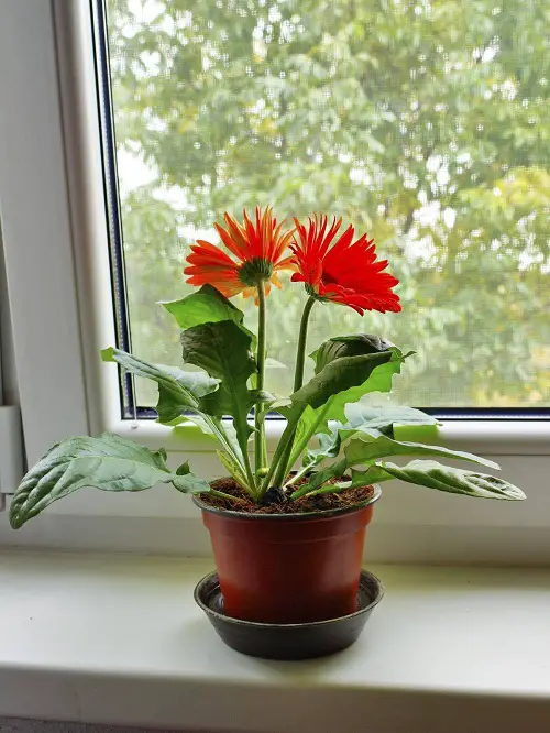Amazing Cat Friendly garden Plants 