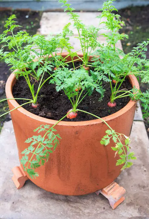 These Plants to Naturally Color Your Hair