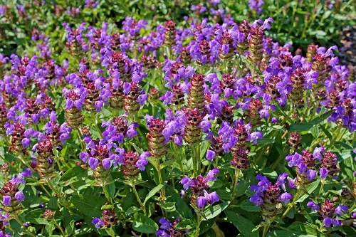 Weeds with Purple Flowers in garden