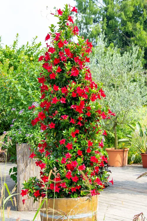 beautiful Vines and Climbers with Red Flowers