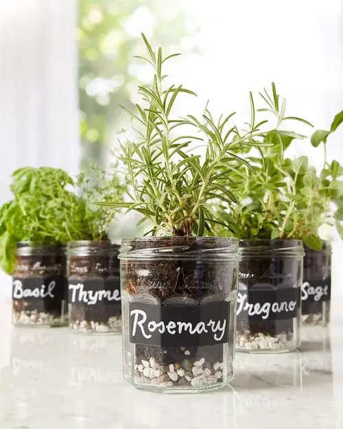 Rosemary, Oregano, and Thyme in Grocery Jars