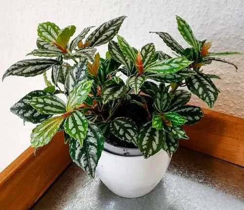 beautiful Cold Tolerant Indoor Plants