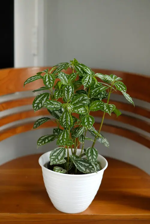 top Cat Friendly garden Plants
