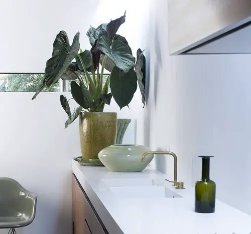 amazing Best Bathroom Indoor Plants