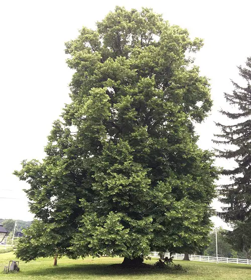 top lovely trees with leaves shaped like hearts