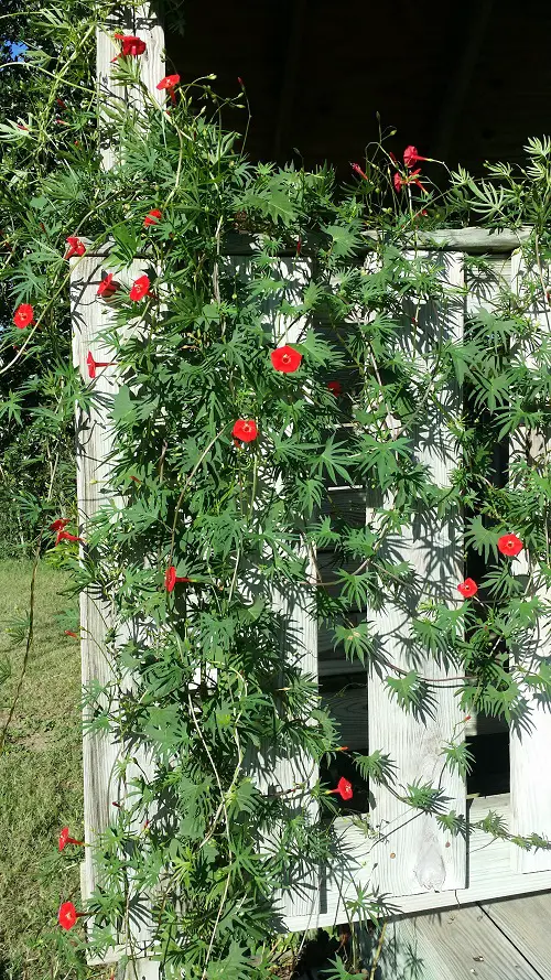 Vines and Climbers with Red Flowers in Door