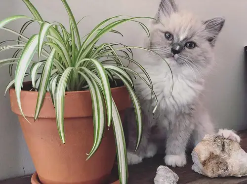beautiful Cat Garden Plants
