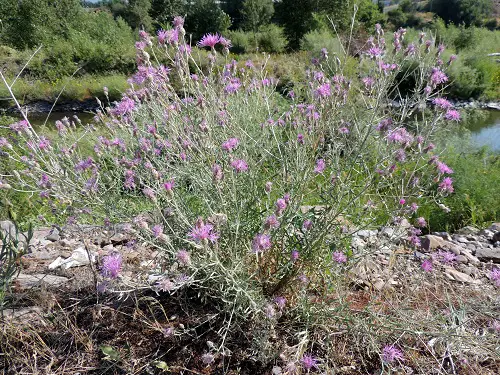 Weeds with Purple Flowers in yard