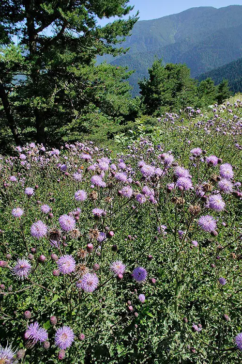 Flowers Purple on Weeds