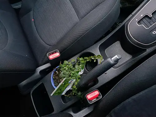 Mini Herbs in the Cup Holder