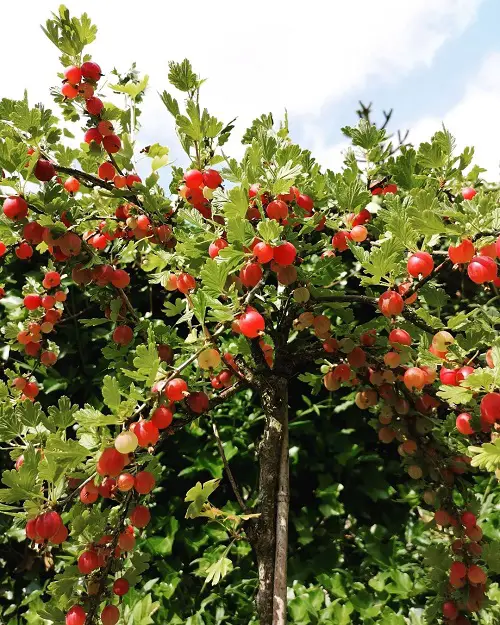 Gorgeous Bushes and Shrubs with Red Berries