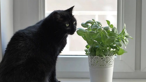 Best Cat Garden Plants