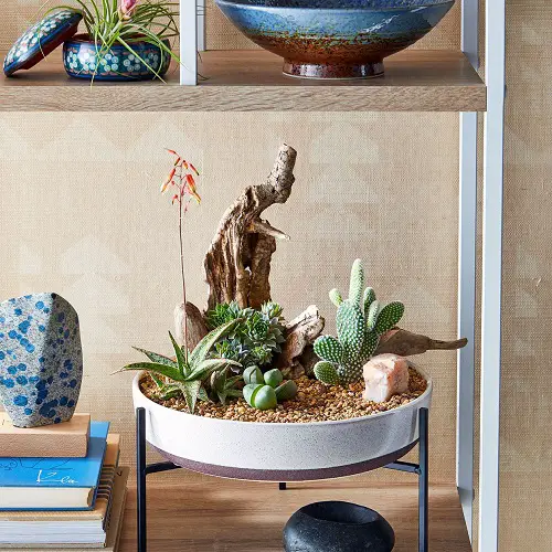 Have a Mini Succulent Dish Garden