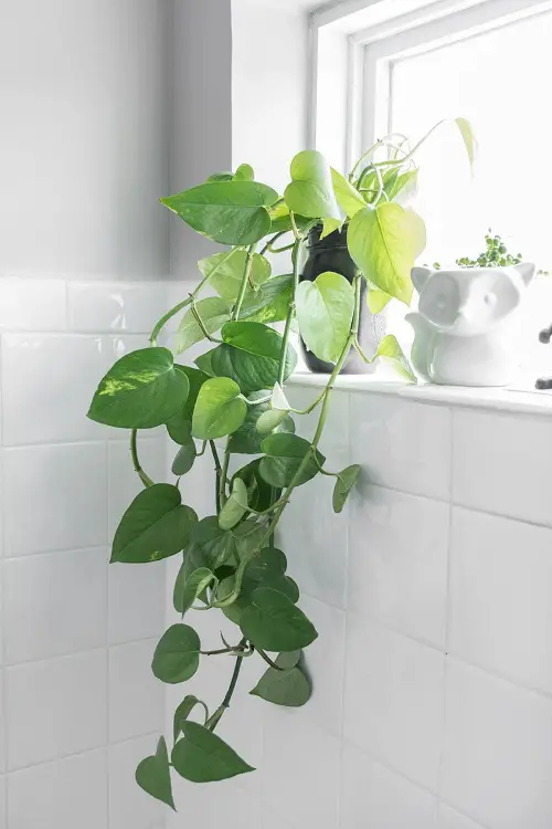 top best Bathroom Indoor Plants