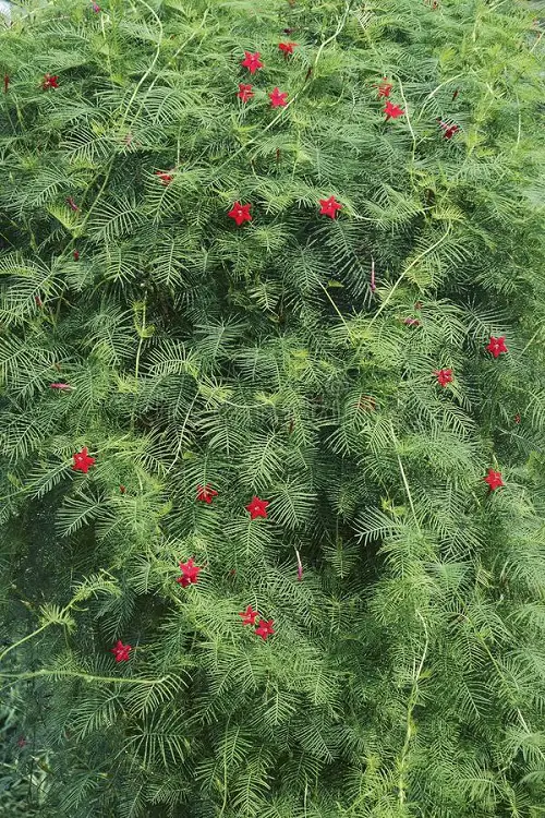  Climbers with Red Flowers
