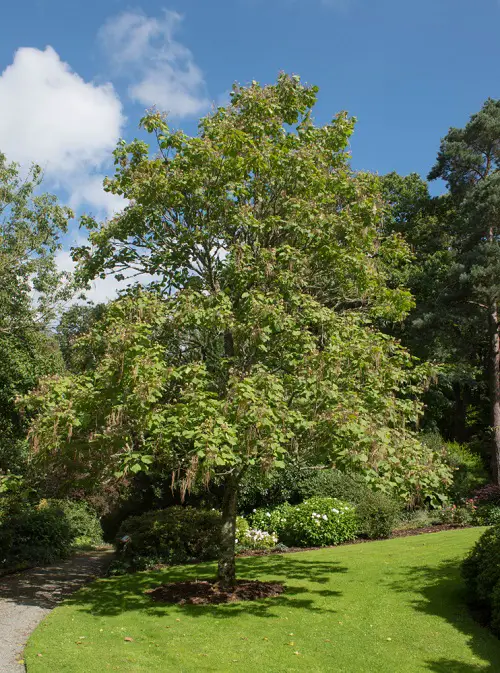 trees with leaves shaped like hearts