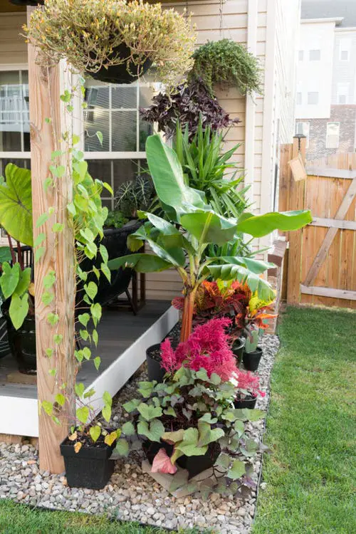 Array of Tropical Plants Along the Porch