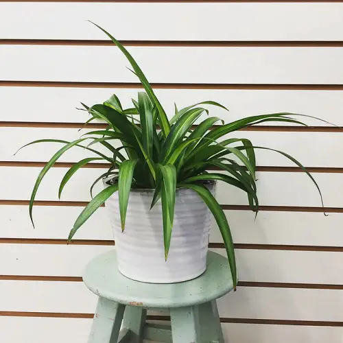 Increase Humidity Naturally