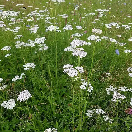 Weeds with White Flowers in garden