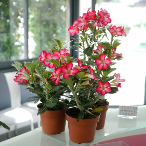 top Flowers You Can Grow Indoors All Winter