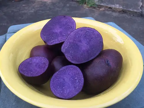  Best Blue Vegetables for Pots & Garden