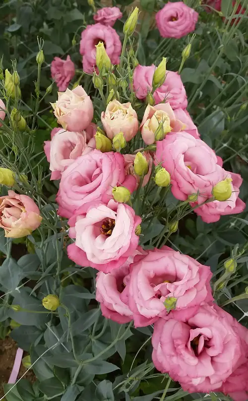 Types of Lisianthus Varieties 3