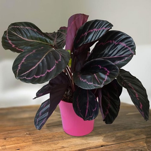 28 Best Purple Indoor Plants | Purple Houseplants | Indoor Garden Web